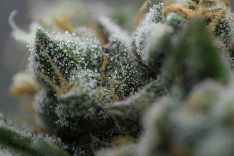 Sweetopia - Paradise Seeds. Week 14 - Day 92 60F