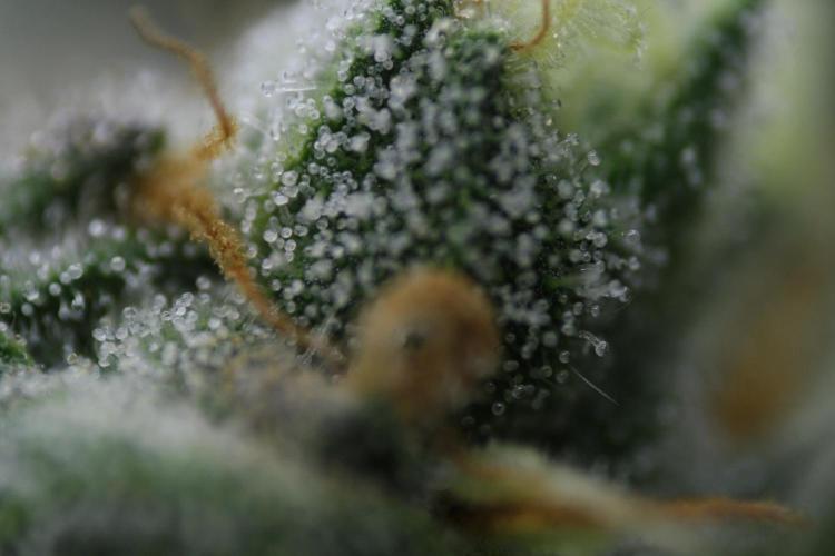 Sweetopia - Paradise Seeds. Week 14 - Day 92 60F