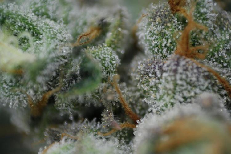 Sweetopia - Paradise Seeds. Week 14 - Day 92 60F