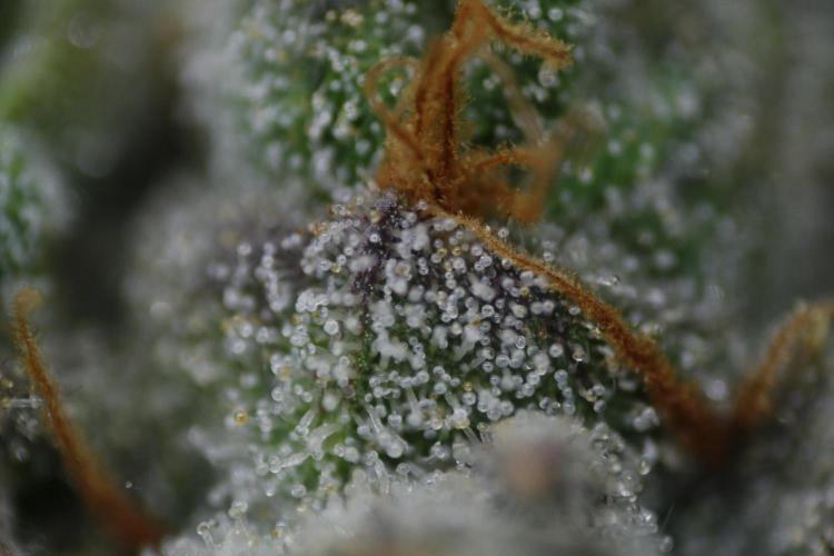 Sweetopia - Paradise Seeds. Week 14 - Day 92 60F