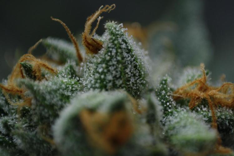 Sweetopia - Paradise Seeds. Week 14 - Day 92 60F