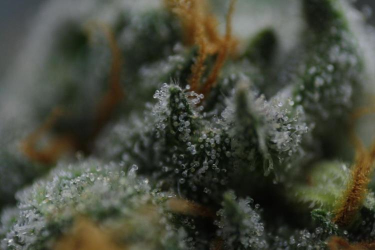 Sweetopia - Paradise Seeds. Week 14 - Day 92 60F