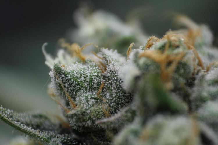 Sweetopia - Paradise Seeds. Week 14 - Day 92 60F