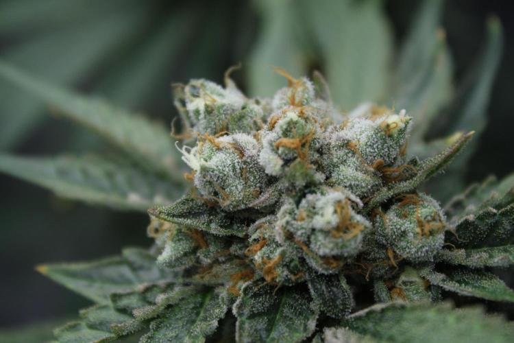 Sweetopia - Paradise Seeds. Week 15 - Day 95 - 63F