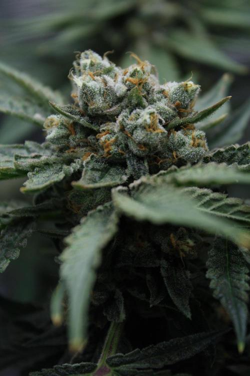 Sweetopia - Paradise Seeds. Week 15 - Day 95 - 63F