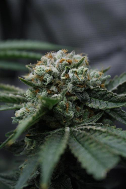 Sweetopia - Paradise Seeds. Week 15 - Day 95 - 63F
