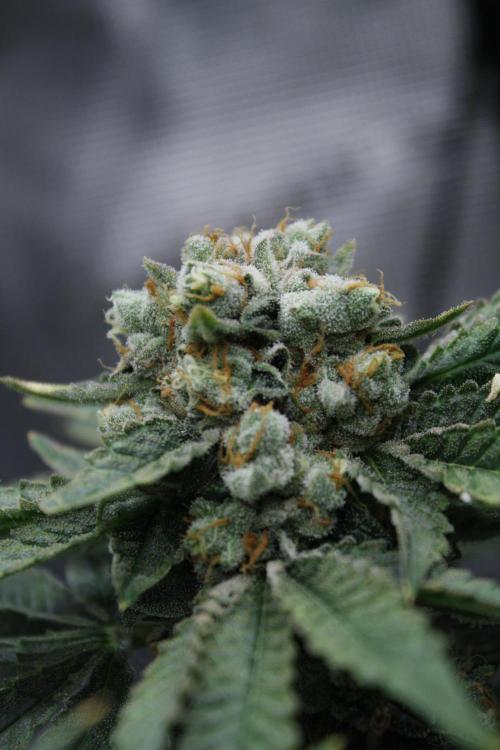 Sweetopia - Paradise Seeds. Week 15 - Day 95 - 63F