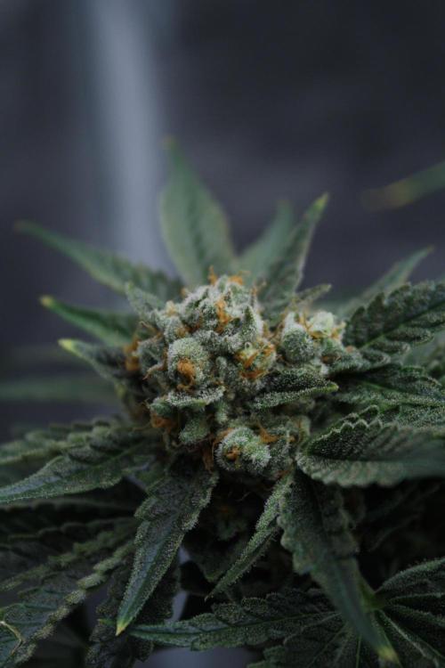Sweetopia - Paradise Seeds. Week 15 - Day 95 - 63F