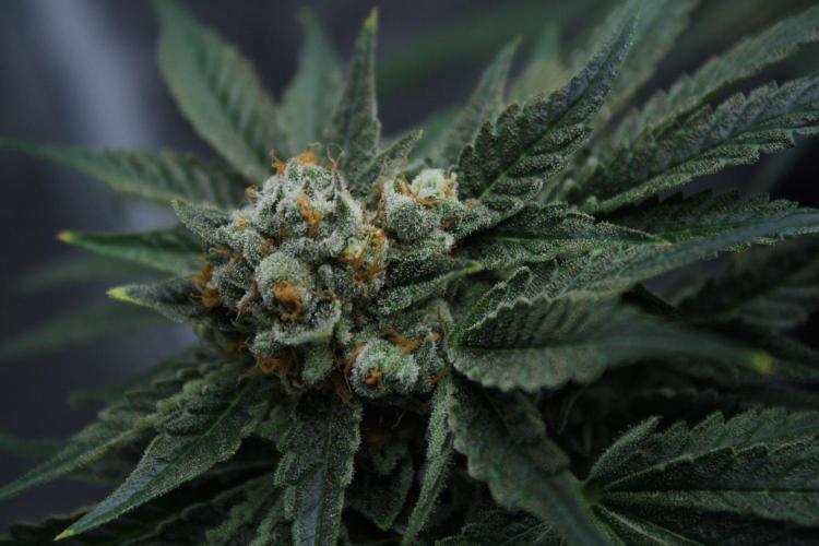 Sweetopia - Paradise Seeds. Week 15 - Day 95 - 63F