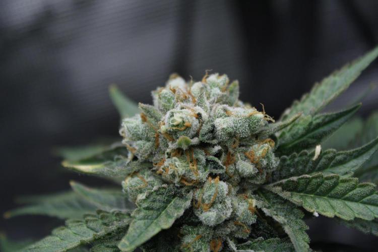 Sweetopia - Paradise Seeds. Week 15 - Day 95 - 63F