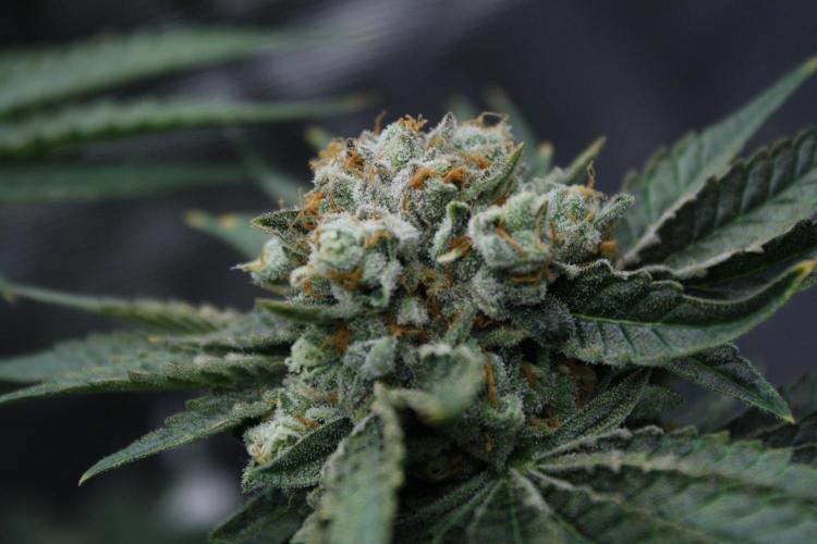 Sweetopia - Paradise Seeds. Week 15 - Day 95 - 63F