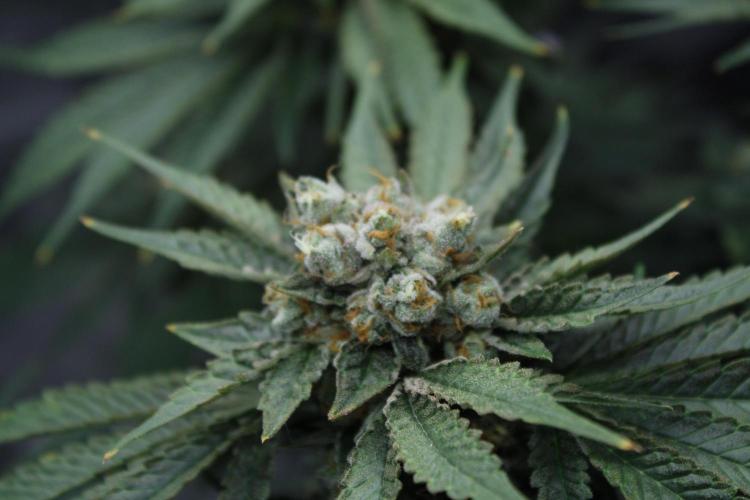 Sweetopia - Paradise Seeds. Week 15 - Day 95 - 63F
