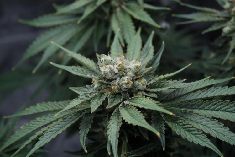Sweetopia - Paradise Seeds. Week 15 - Day 95 - 63F