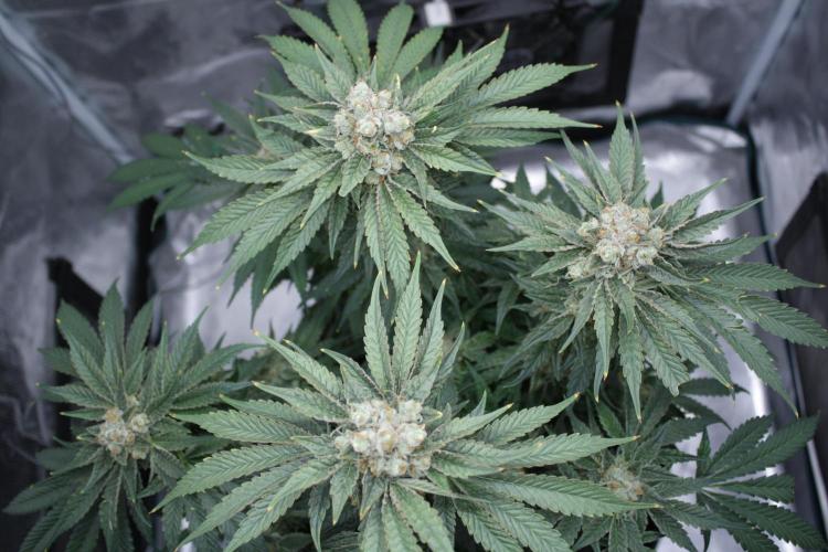 Sweetopia - Paradise Seeds. Week 15 - Day 95 - 63F