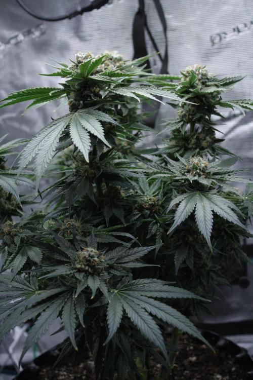 Sweetopia - Paradise Seeds. Week 15 - Day 95 - 63F