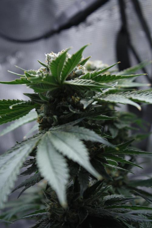 Sweetopia - Paradise Seeds. Week 15 - Day 95 - 63F