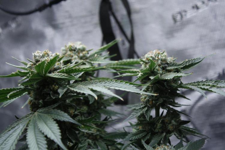 Sweetopia - Paradise Seeds. Week 15 - Day 95 - 63F