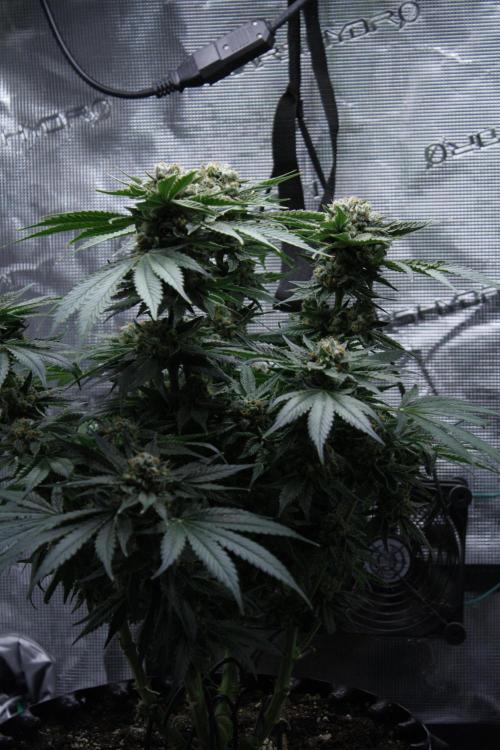 Sweetopia - Paradise Seeds. Week 15 - Day 95 - 63F