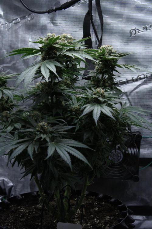 Sweetopia - Paradise Seeds. Week 15 - Day 95 - 63F