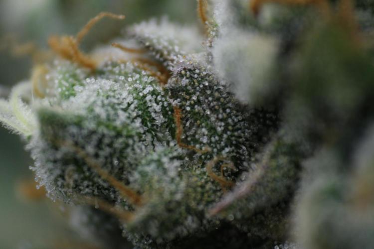 Sweetopia - Paradise Seeds. Week 15 - Day 95 - 63F