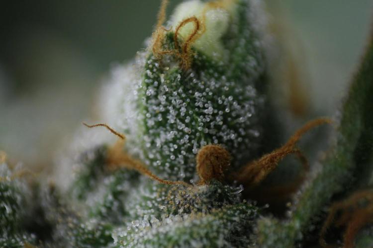 Sweetopia - Paradise Seeds. Week 15 - Day 95 - 63F