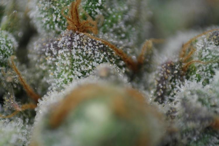 Sweetopia - Paradise Seeds. Week 15 - Day 95 - 63F