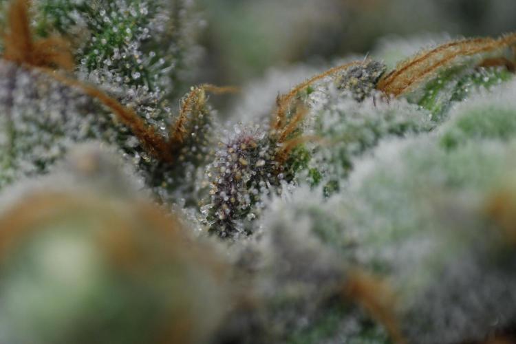 Sweetopia - Paradise Seeds. Week 15 - Day 95 - 63F