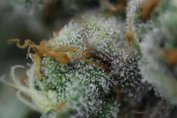 Sweetopia - Paradise Seeds. Week 15 - Day 95 - 63F