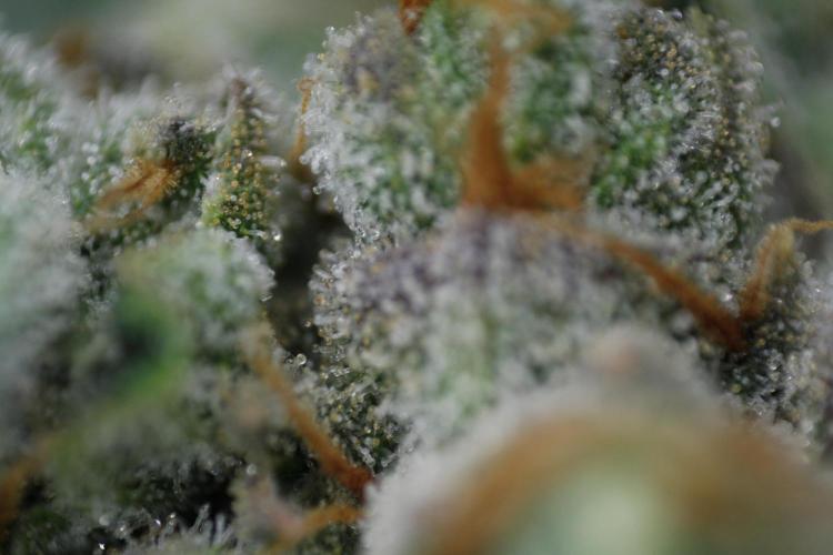 Sweetopia - Paradise Seeds. Week 15 - Day 95 - 63F
