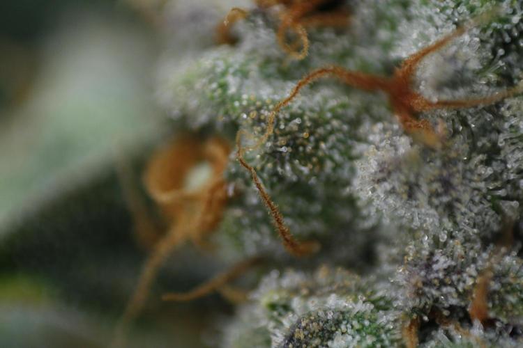 Sweetopia - Paradise Seeds. Week 15 - Day 95 - 63F