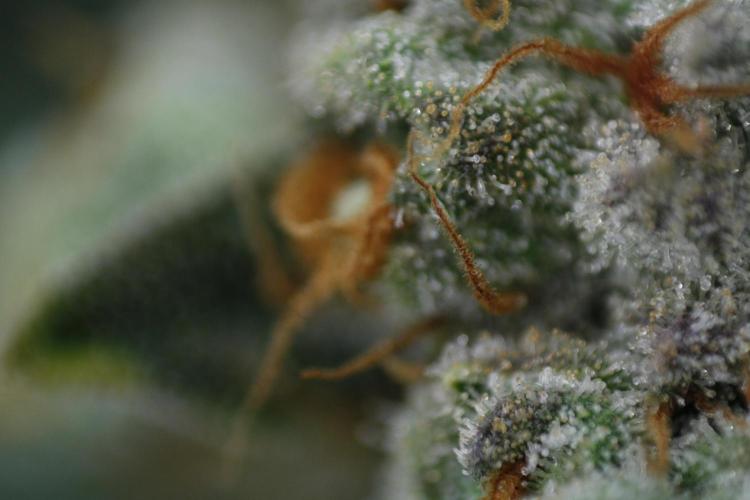 Sweetopia - Paradise Seeds. Week 15 - Day 95 - 63F