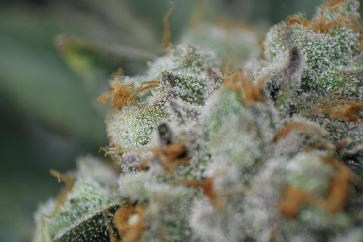 Sweetopia - Paradise Seeds. Week 15 - Day 95 - 63F
