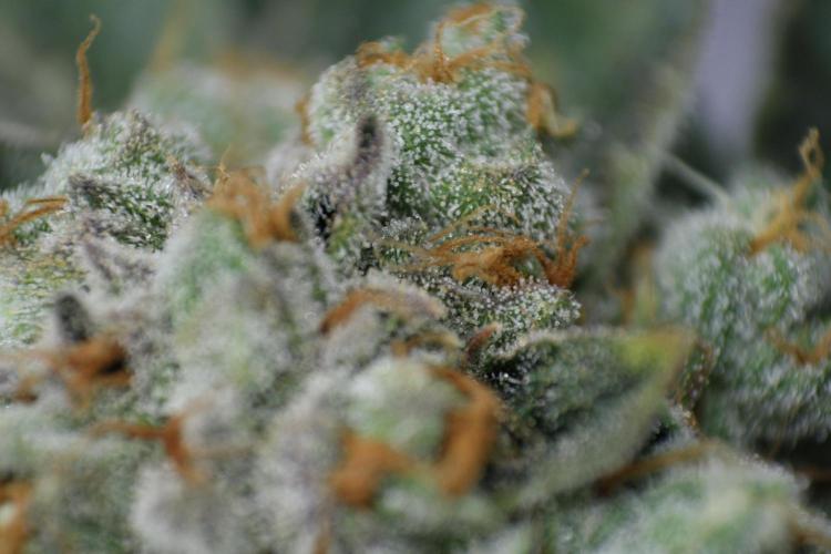 Sweetopia - Paradise Seeds. Week 15 - Day 95 - 63F