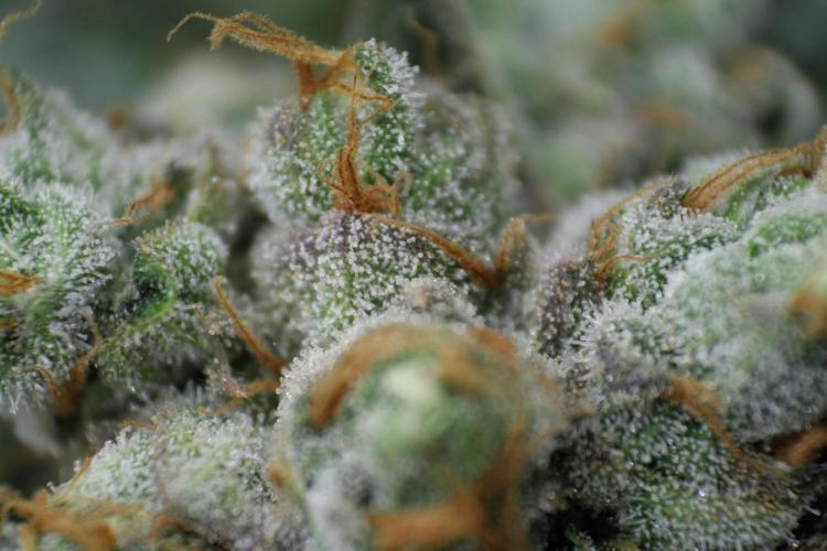 Sweetopia - Paradise Seeds. Week 15 - Day 95 - 63F