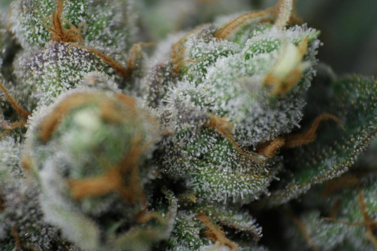 Sweetopia - Paradise Seeds. Week 15 - Day 95 - 63F