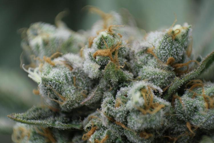 Sweetopia - Paradise Seeds. Week 15 - Day 95 - 63F