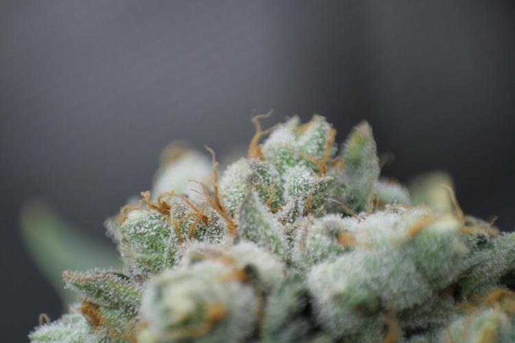 Sweetopia - Paradise Seeds. Week 15 - Day 95 - 63F