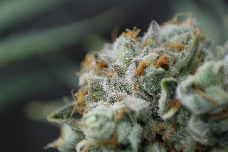 Sweetopia - Paradise Seeds. Week 15 - Day 95 - 63F