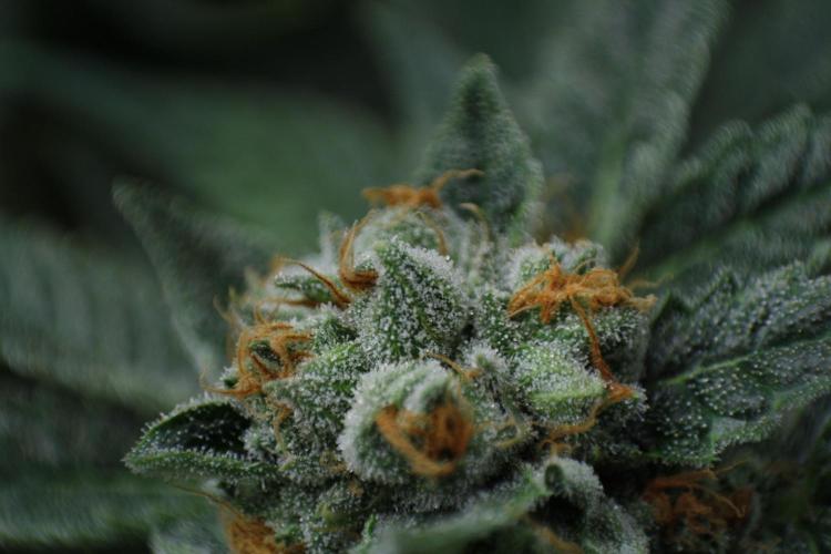 Sweetopia - Paradise Seeds. Week 15 - Day 95 - 63F