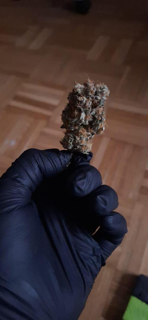Sweetopia - Paradise Seeds. Week 16