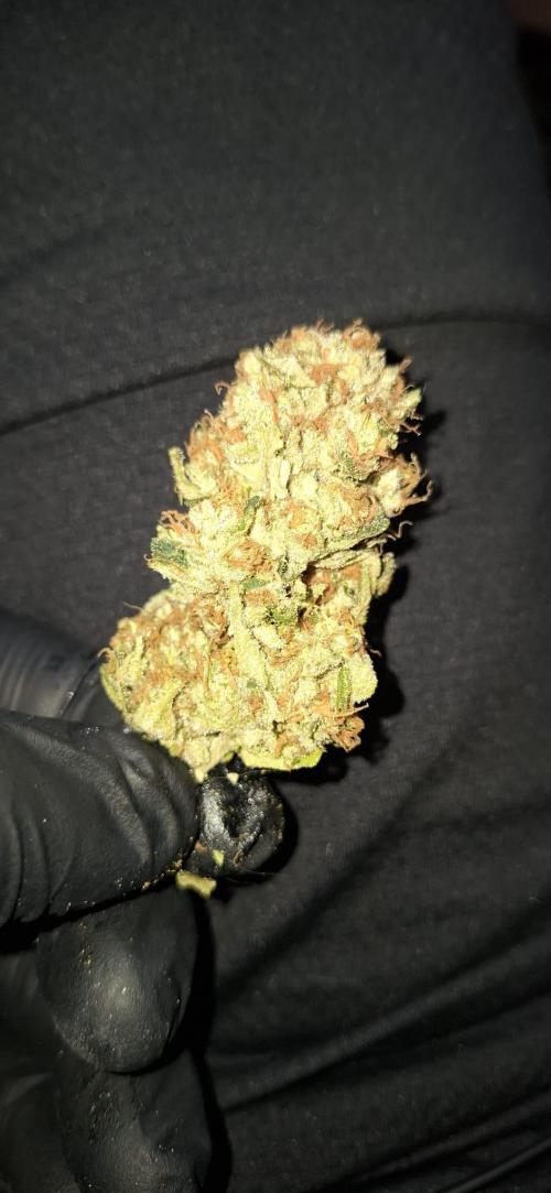 Sweetopia - Paradise Seeds. Week 16