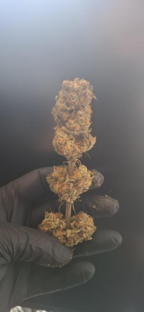 Sweetopia - Paradise Seeds. Week 16