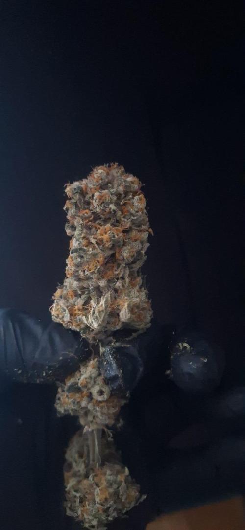 Sweetopia - Paradise Seeds. Week 16