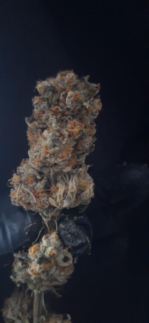 Sweetopia - Paradise Seeds. Week 16