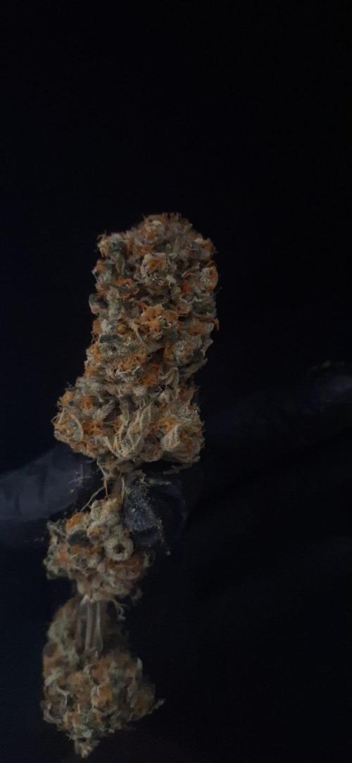 Sweetopia - Paradise Seeds. Week 16