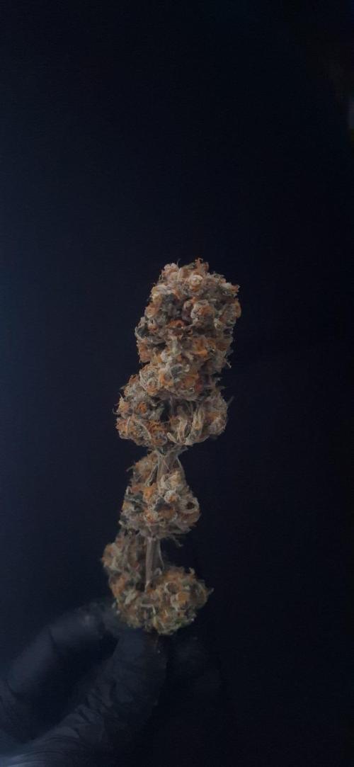 Sweetopia - Paradise Seeds. Week 16