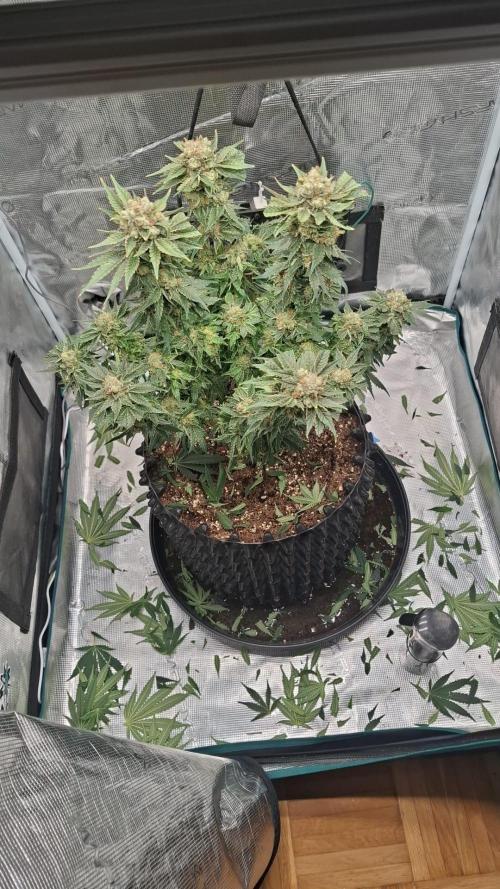 Sweetopia - Paradise Seeds. Week 16