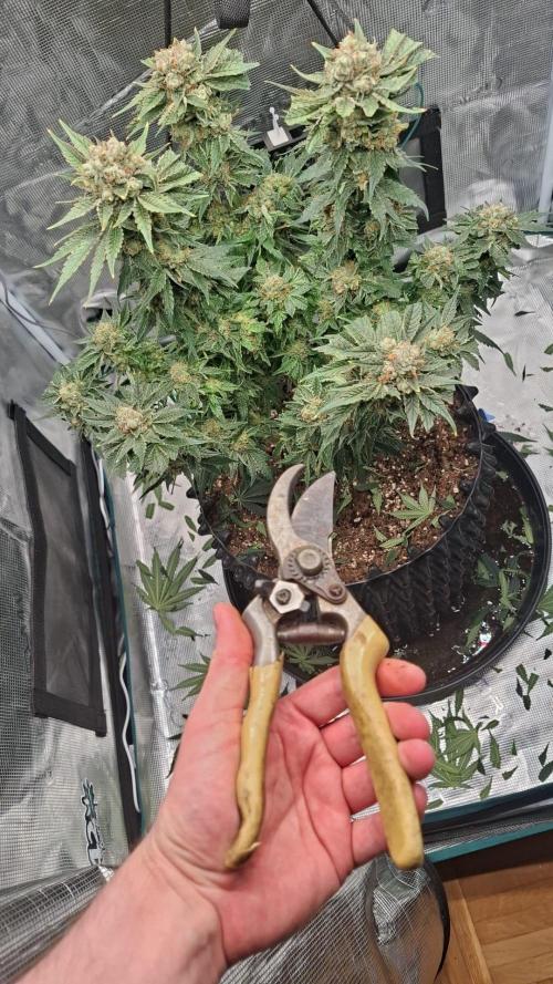 Sweetopia - Paradise Seeds. Week 16
