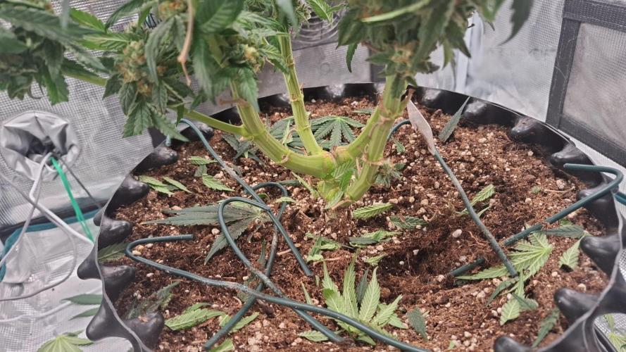 Sweetopia - Paradise Seeds. Week 16