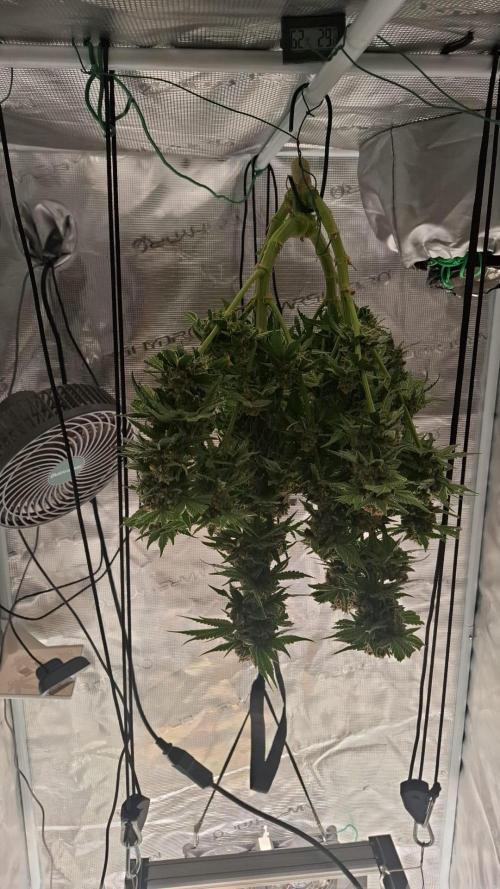 Sweetopia - Paradise Seeds. Week 16